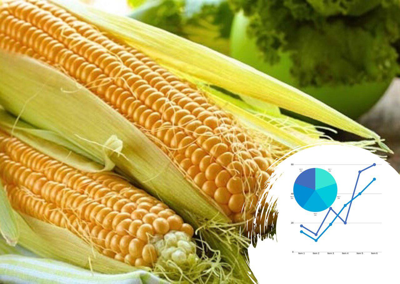 Исследование мирового рынка глубокой переработки кукурузы: «царица полей» сегодня нарасхват